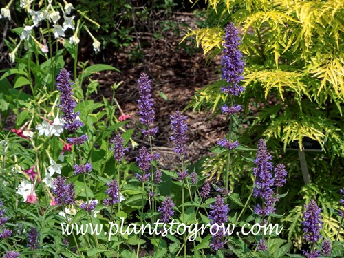 Blue Boa Hyssops (Agastache)
(June 6)